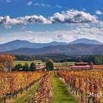 Afton Mountain Vineyards