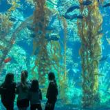 Birch Aquarium