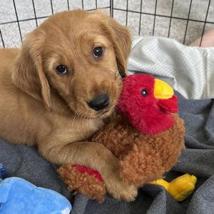 Our Golden Retriever Fund