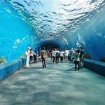 Ripley’s Aquarium