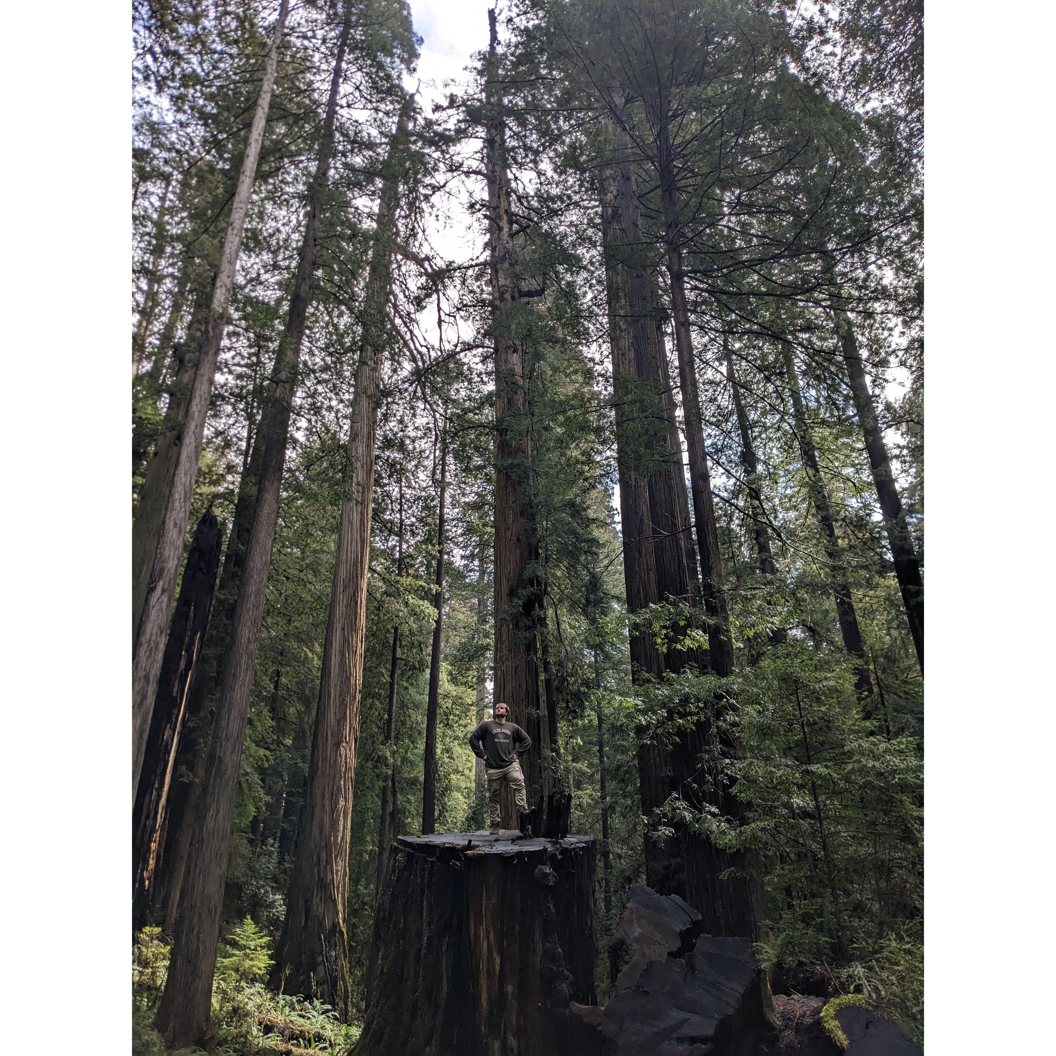 Redwoods, CA