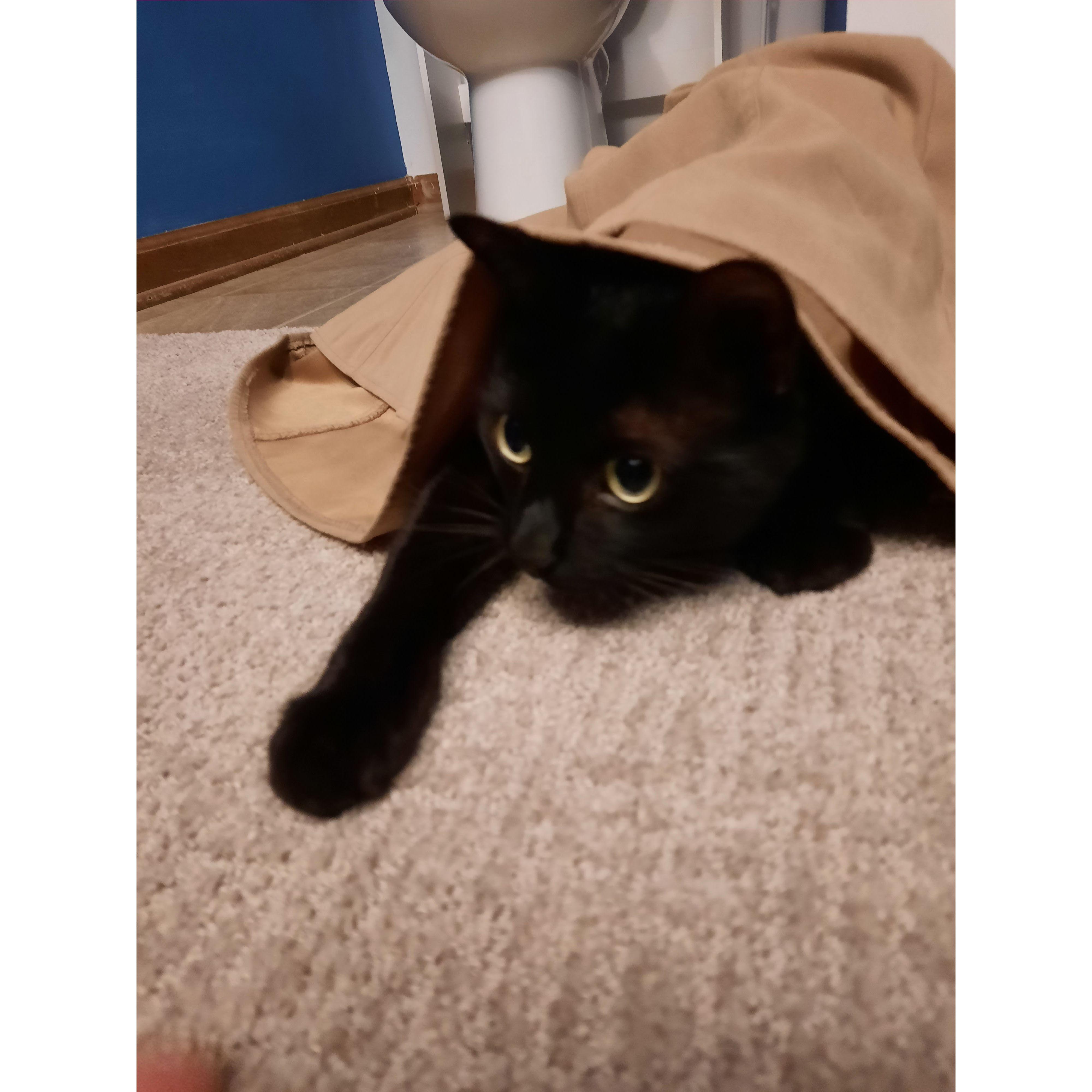 Charlie the cartoon cat.