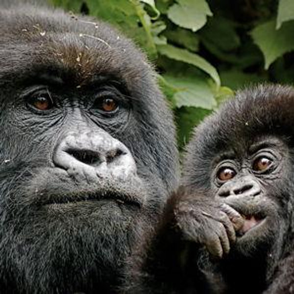 A Date with the Gorillas in Rwanda