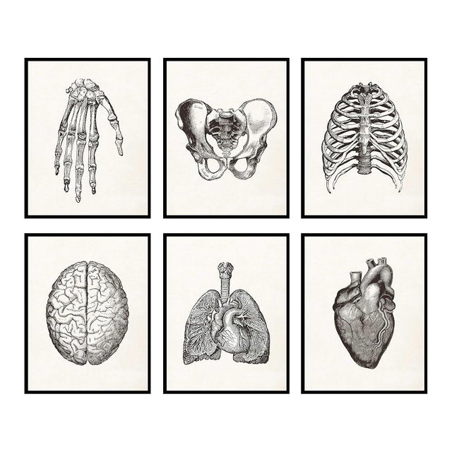 BigWigPrints Human Anatomy Poster - Medical Posters, Human Body Poster, Anatomy Art, Anatomy Decor, Anatomy Wall Art, Vintage Anatomy Poster, Medical Art, Anatomy Pictures - Set of 6 (8x10") Unframed