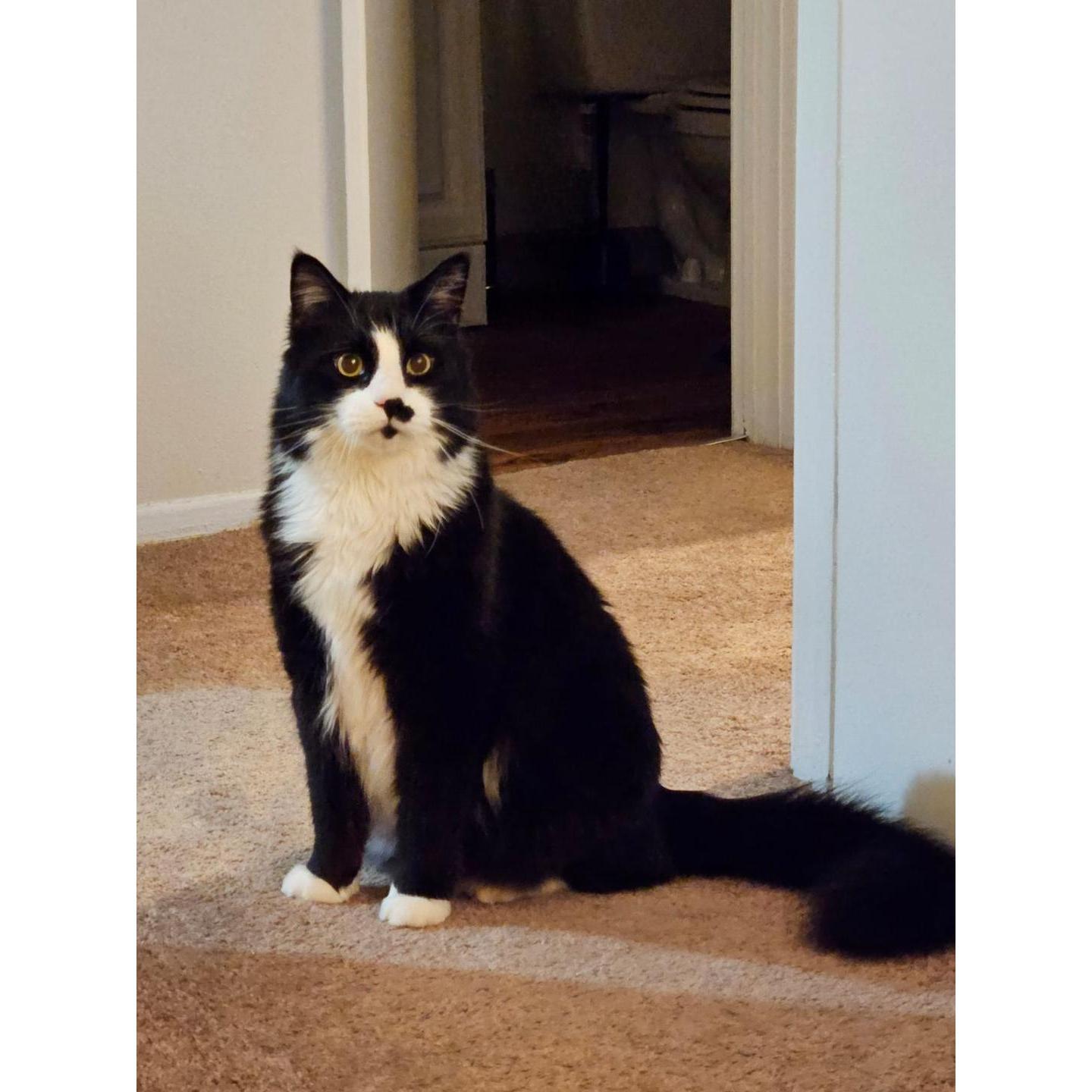 Ozzie