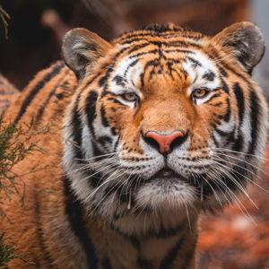 Toledo Zoo Membership