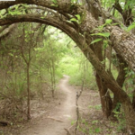 Erwin Park