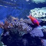 Loveland Living Planet Aquarium