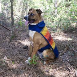 Pendleton National Park Yosemite Hiker Dog Collar