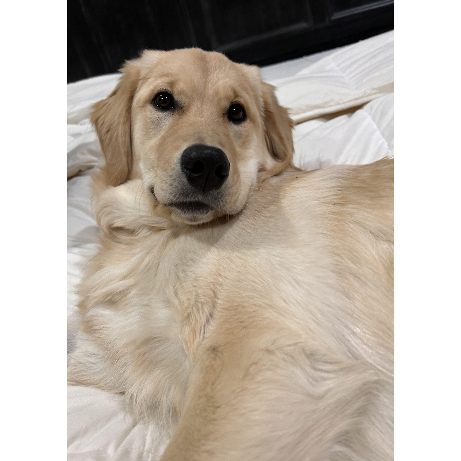 Our dog Winnie.