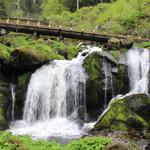 Nature in Black Forest