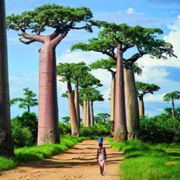 Honeymoon Fund - Madagascar and Mauritius