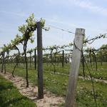 Ardon Creek Vineyard & Winery