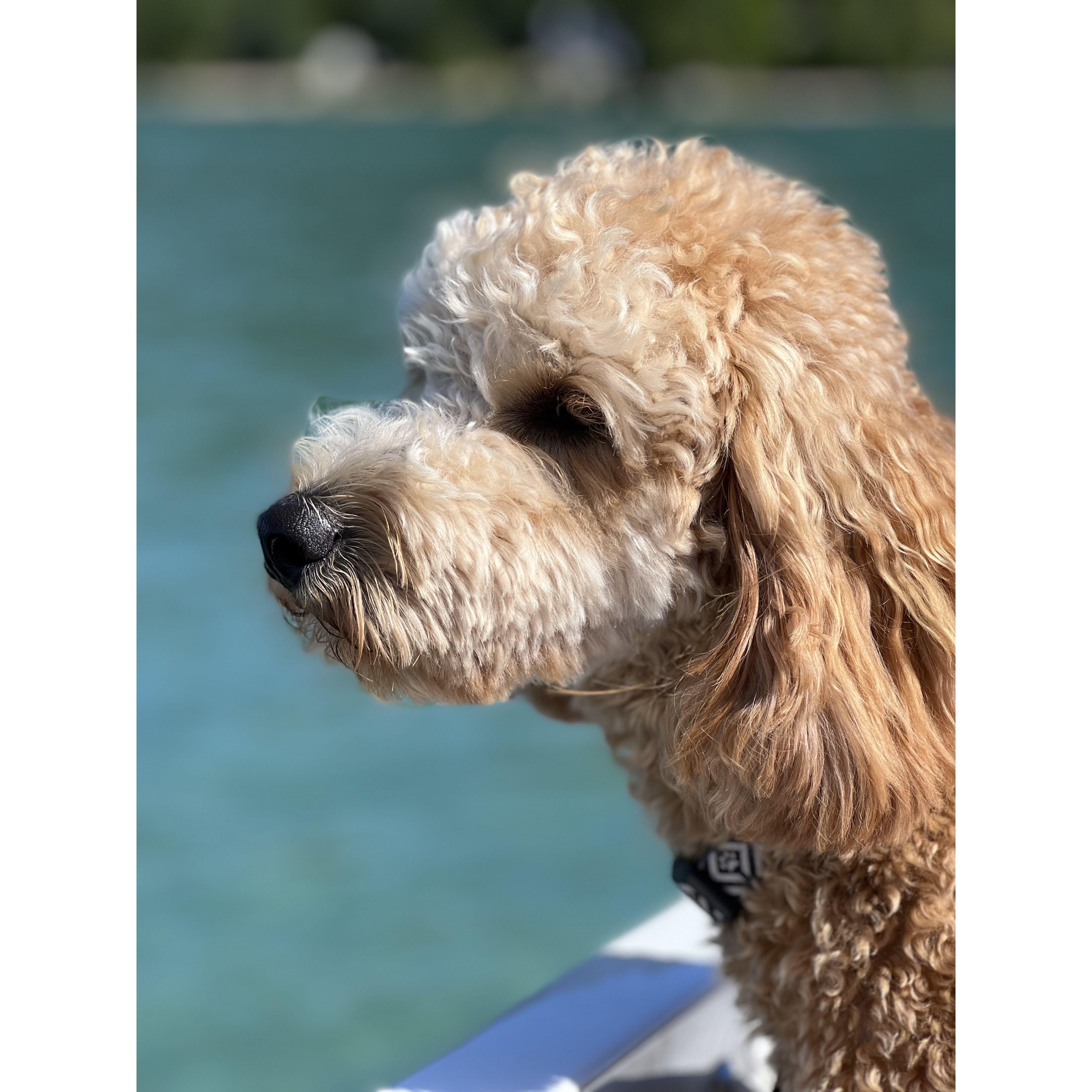 Josh's parents pup Remi