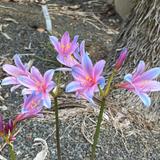JC Raulston Arboretum