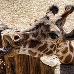 Wildlife World Zoo, Aquarium & Safari Park