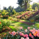 International Rose Test Garden