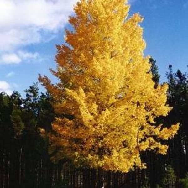 Quaking Aspen