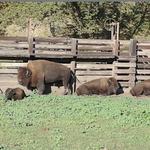 Redwood Falls Zoo