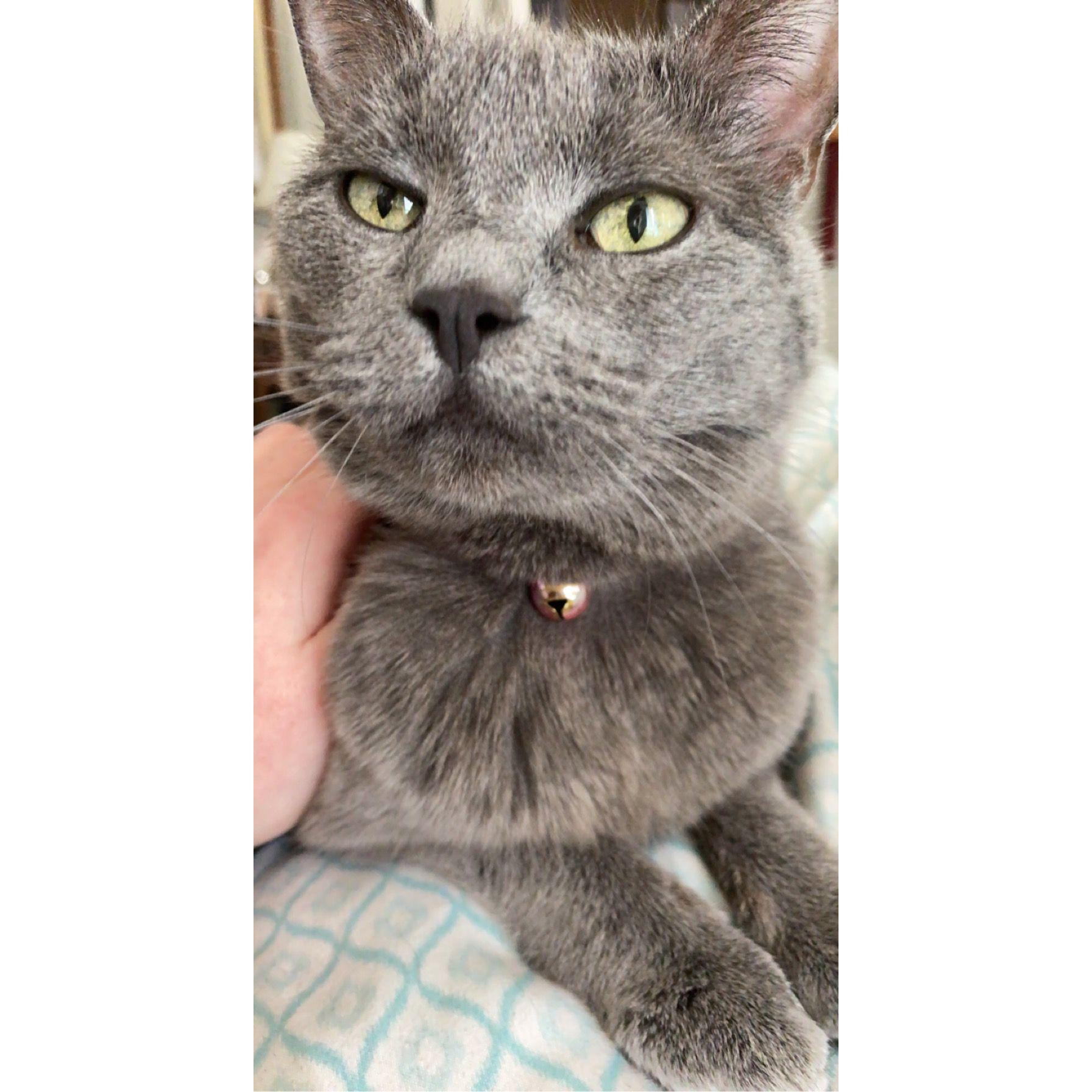 Opal Bopal