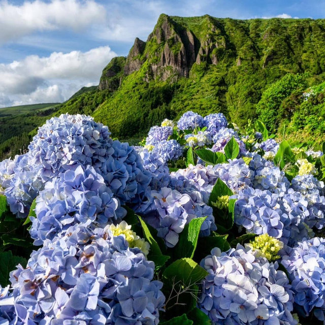 Honeymoon Fund -Azores and Porto, Portugal