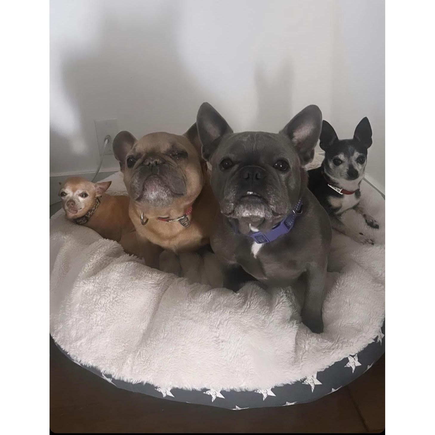 All 4 of our fur children