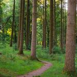 Nags Head Woods Preserve.