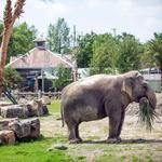 Audubon Zoo