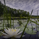 Georgetown Rowley State Forest