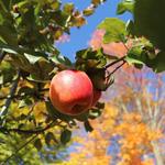 Apple Picking at Peck Farm Orchard