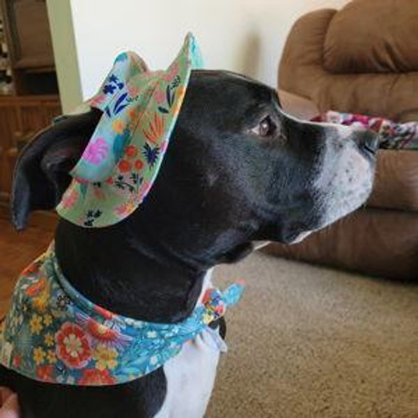Pet Pampering Fund