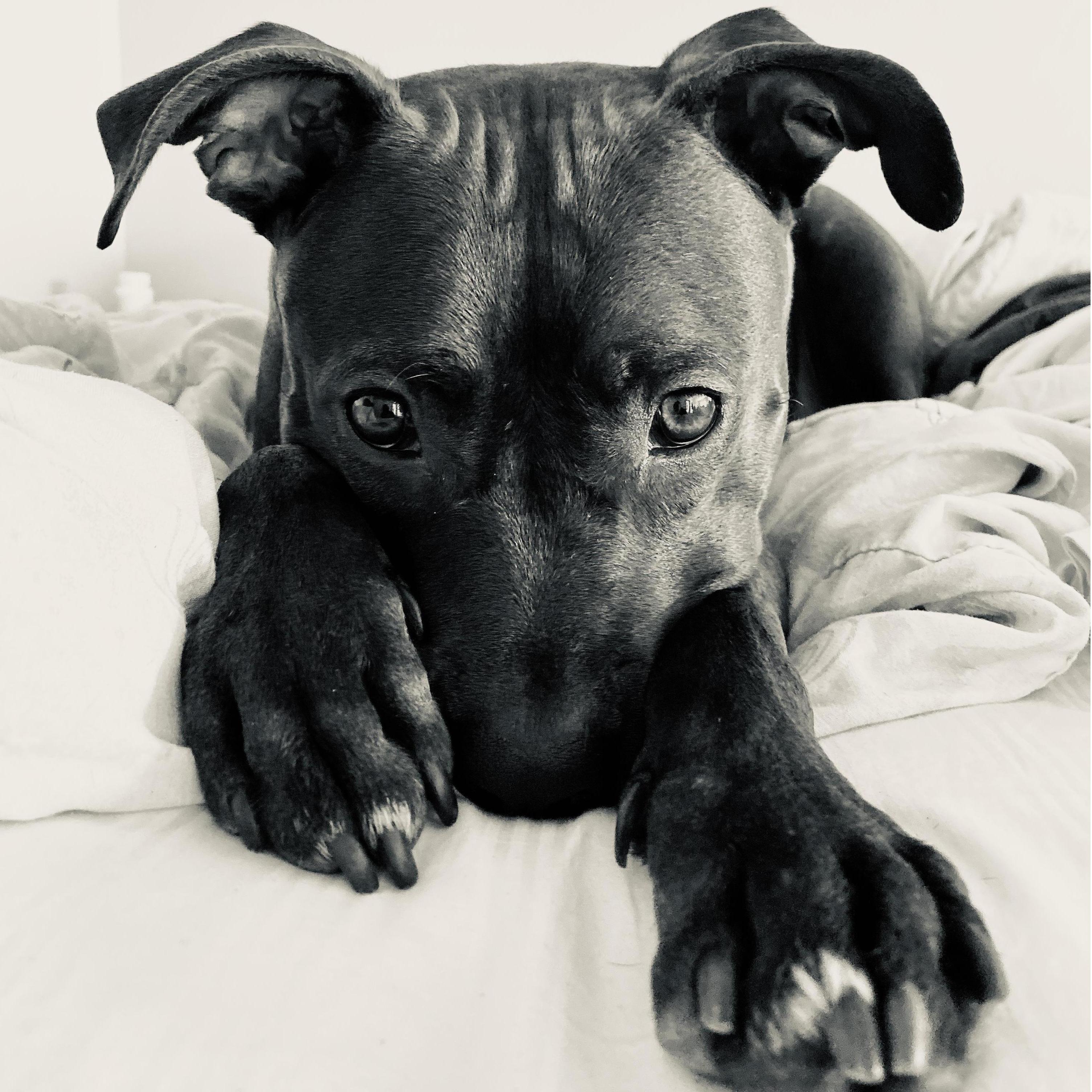 Our dog, Rocky