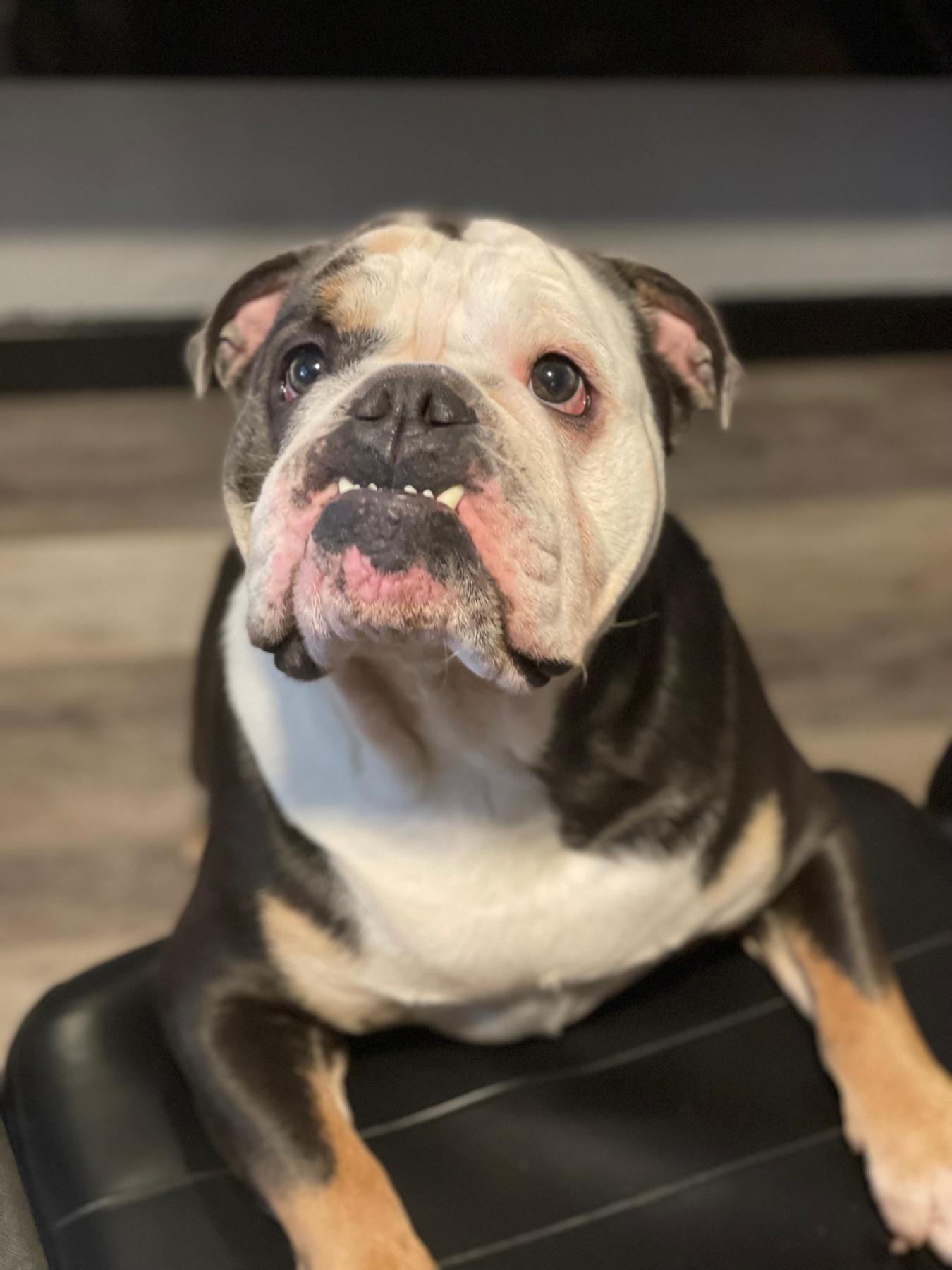 Our 2 year old Ziggy boy.