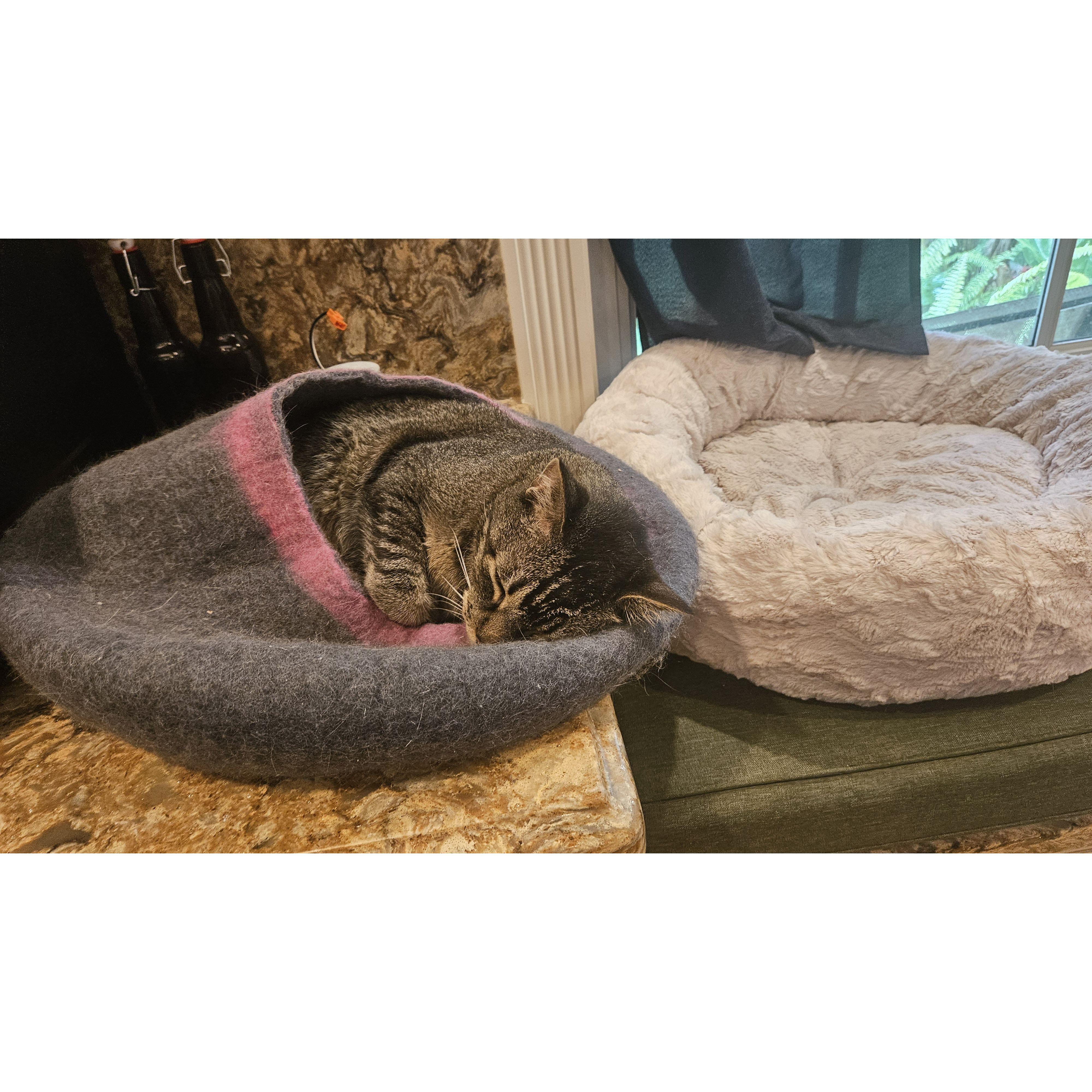 Hodi is our sour patch kid and head of household.