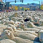 27th Annual Trailing of the Sheep Festival