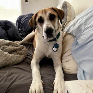 Hobbes’ Vet Bills / Wellness Fund