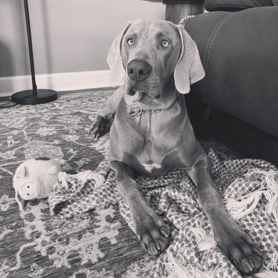 Our puppy Zeus!!
