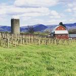Rockbridge Vineyard & Brewery