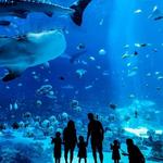 Georgia Aquarium