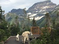 Glacier National Park