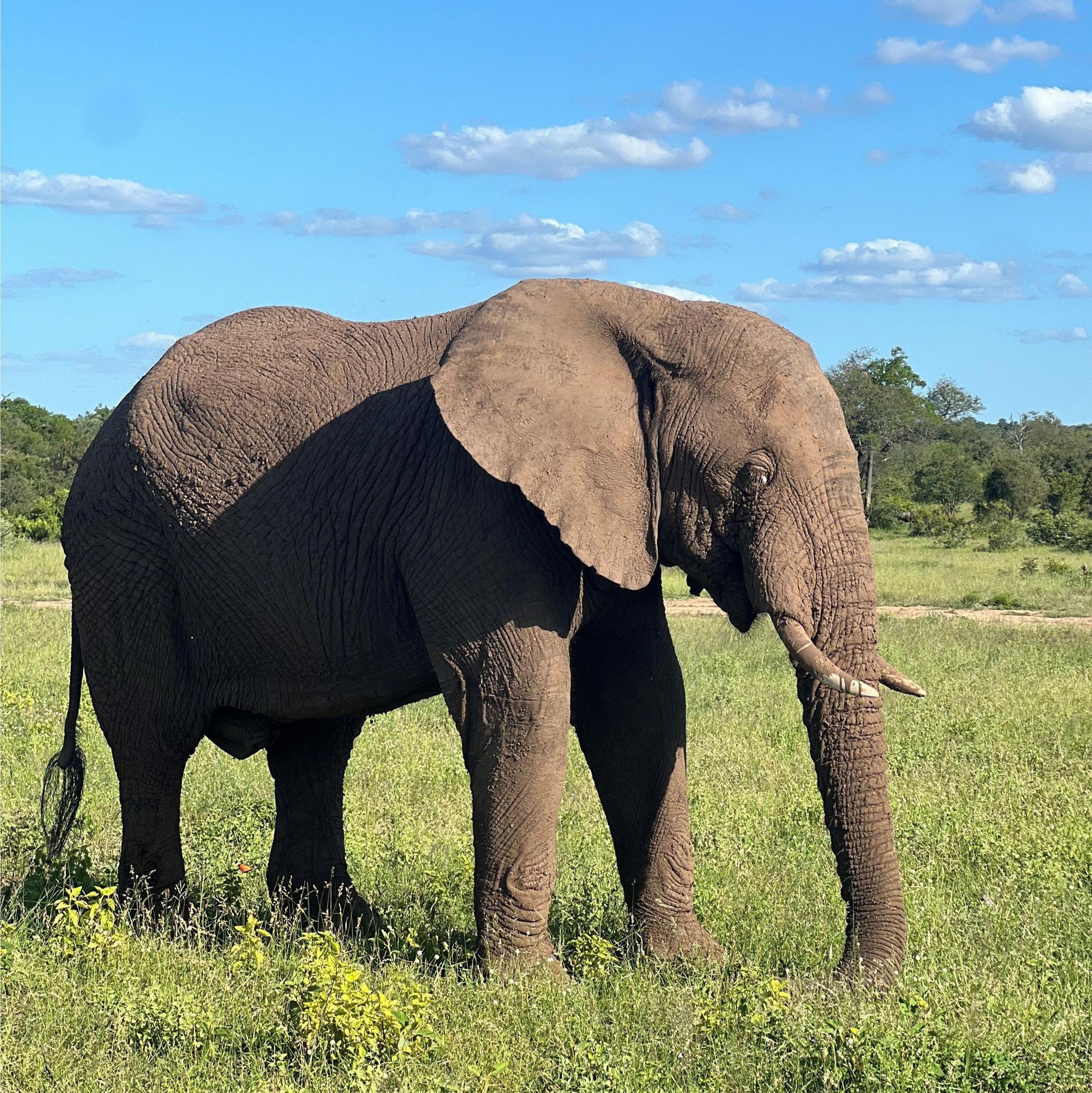 Elephants were Chris' top animal on his "to see" list.