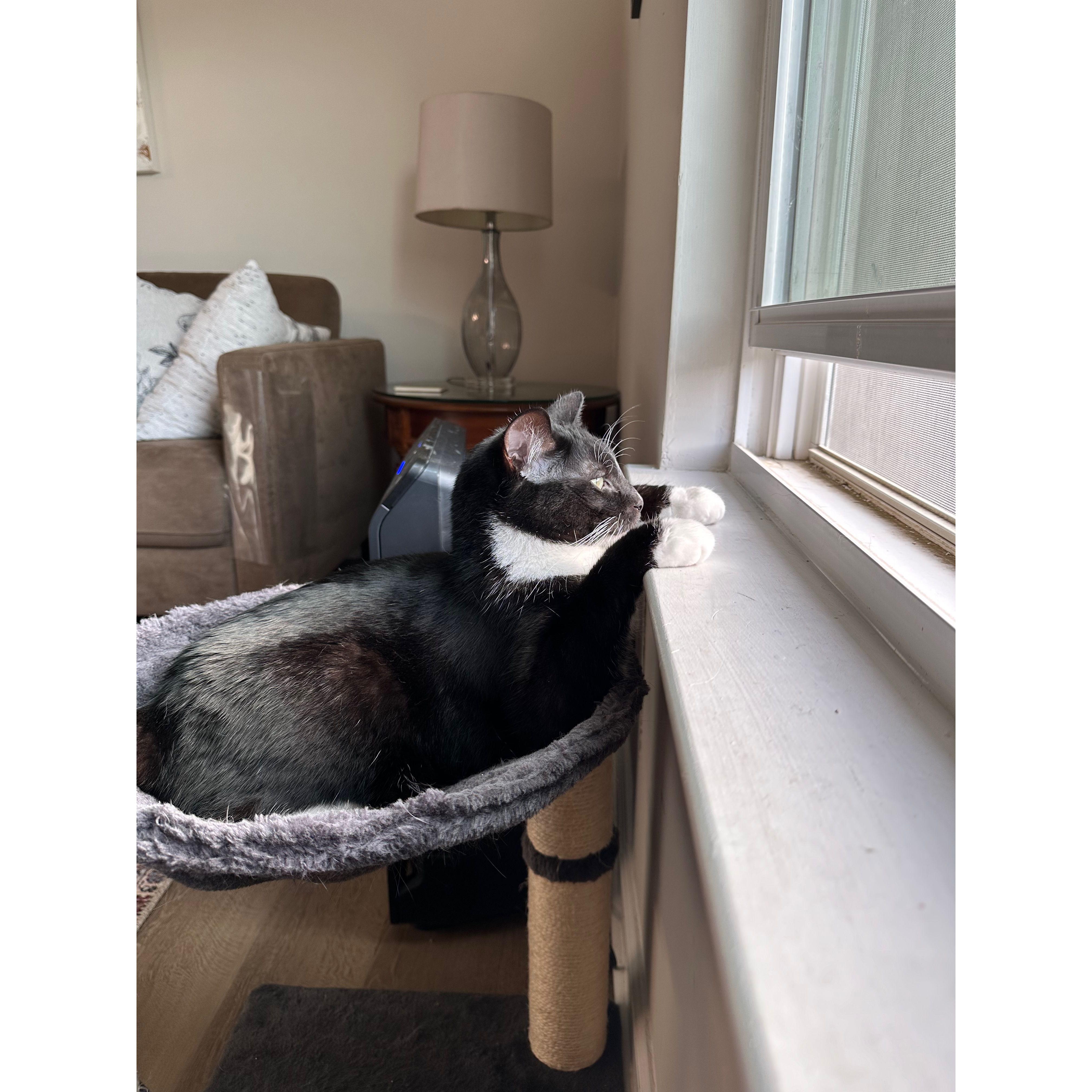 Cat TV from a different angle!