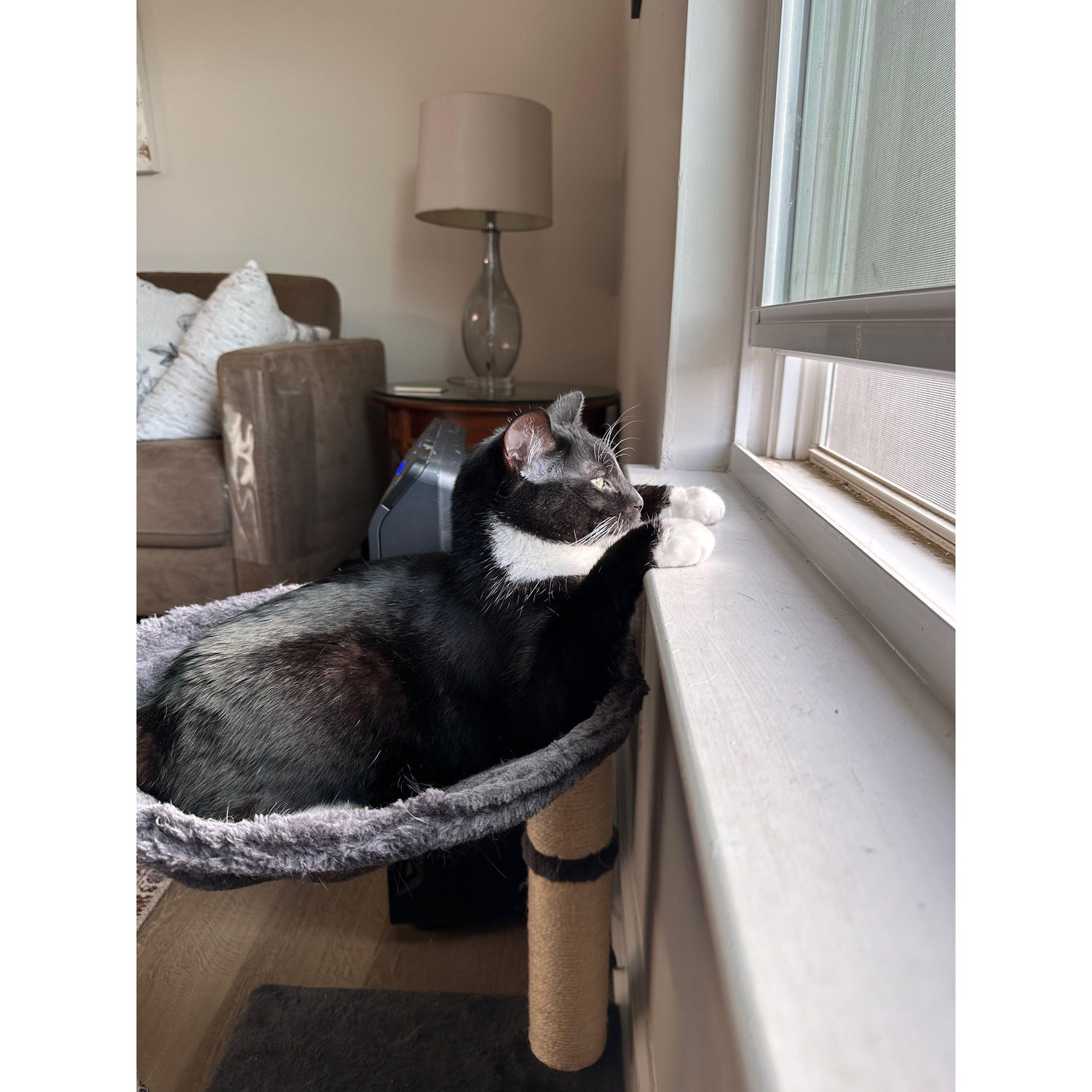 Cat TV from a different angle!