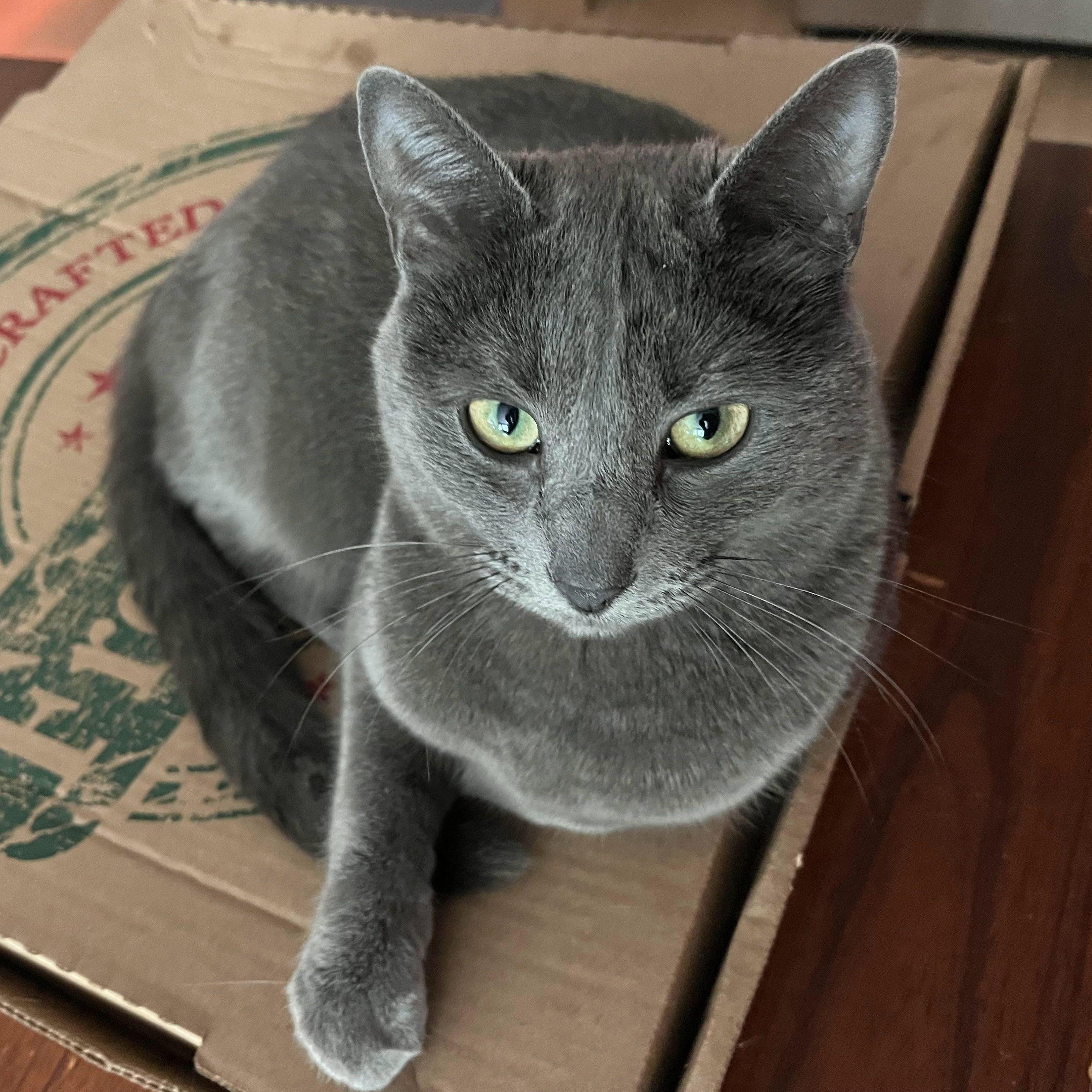 This is Minou! Our cuddly girl.