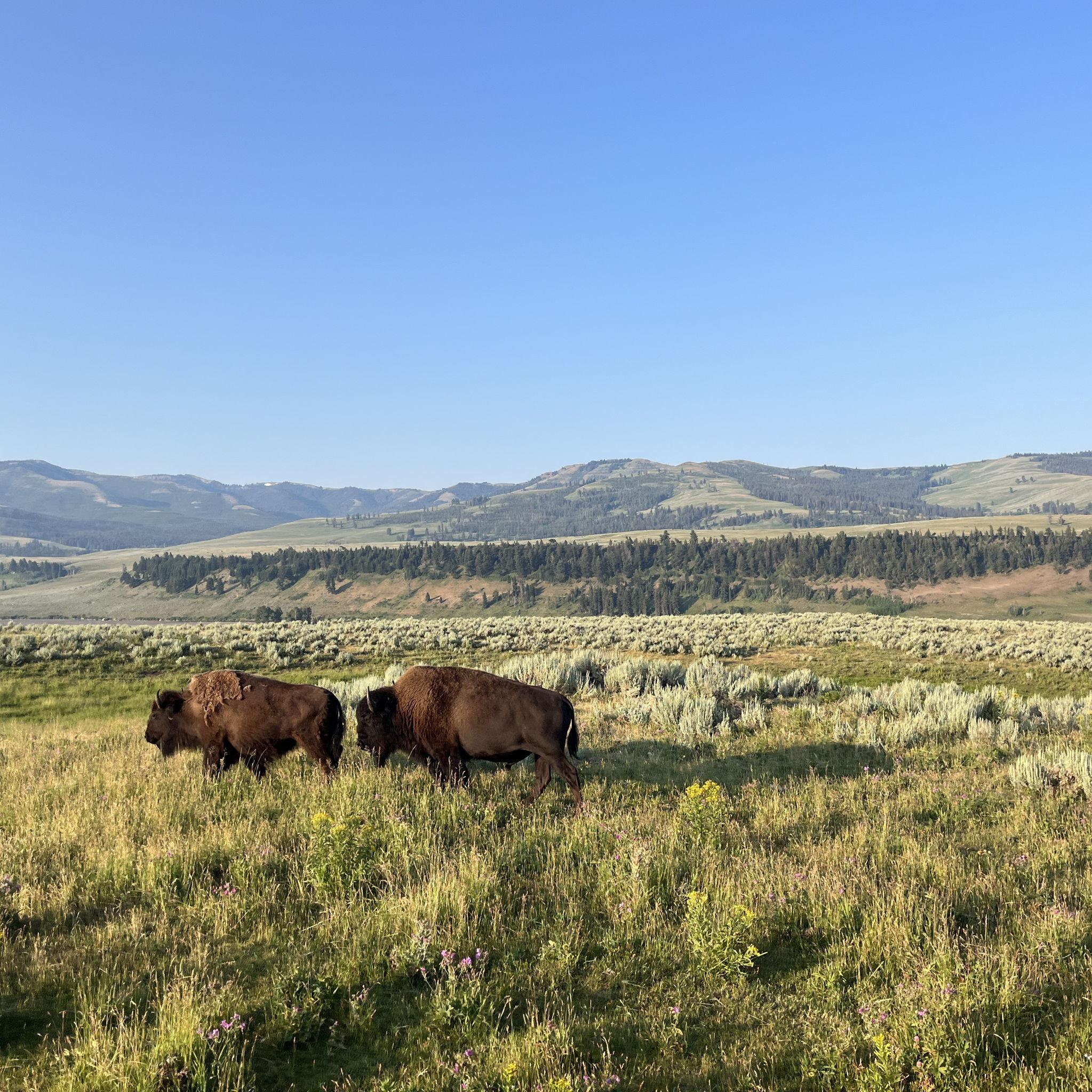 Bison from our Colorado trip.