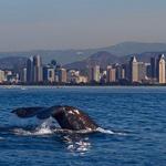 Next Level Sailing - San Diego Whale Watching & Corporate/Private Charters