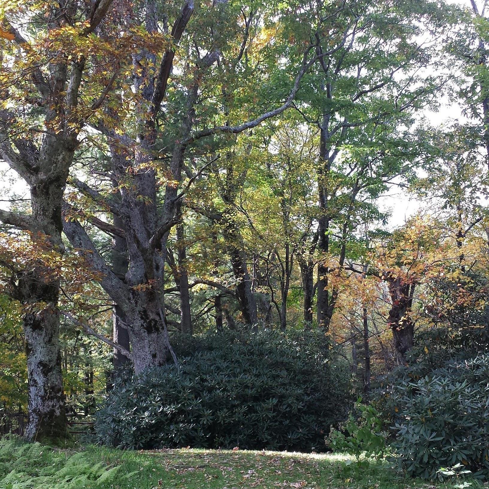 A glimpse into our storybook forest. It's off a path from our favorite Blueridge lookout. Nichole meant to propose here, under an apple tree.