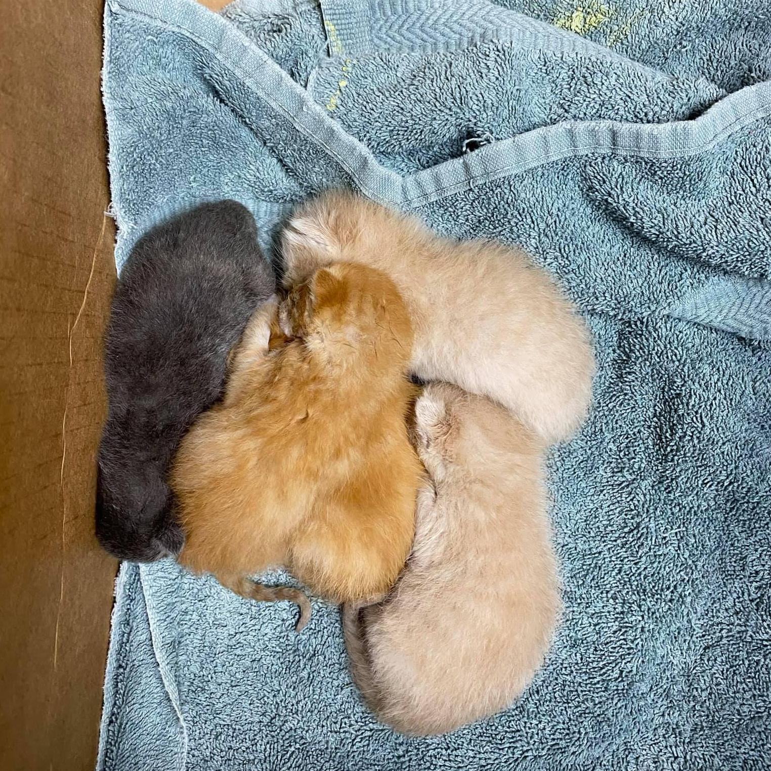 Our first batch of foster kittens -- we stepped up big in 2021 and become foster parents