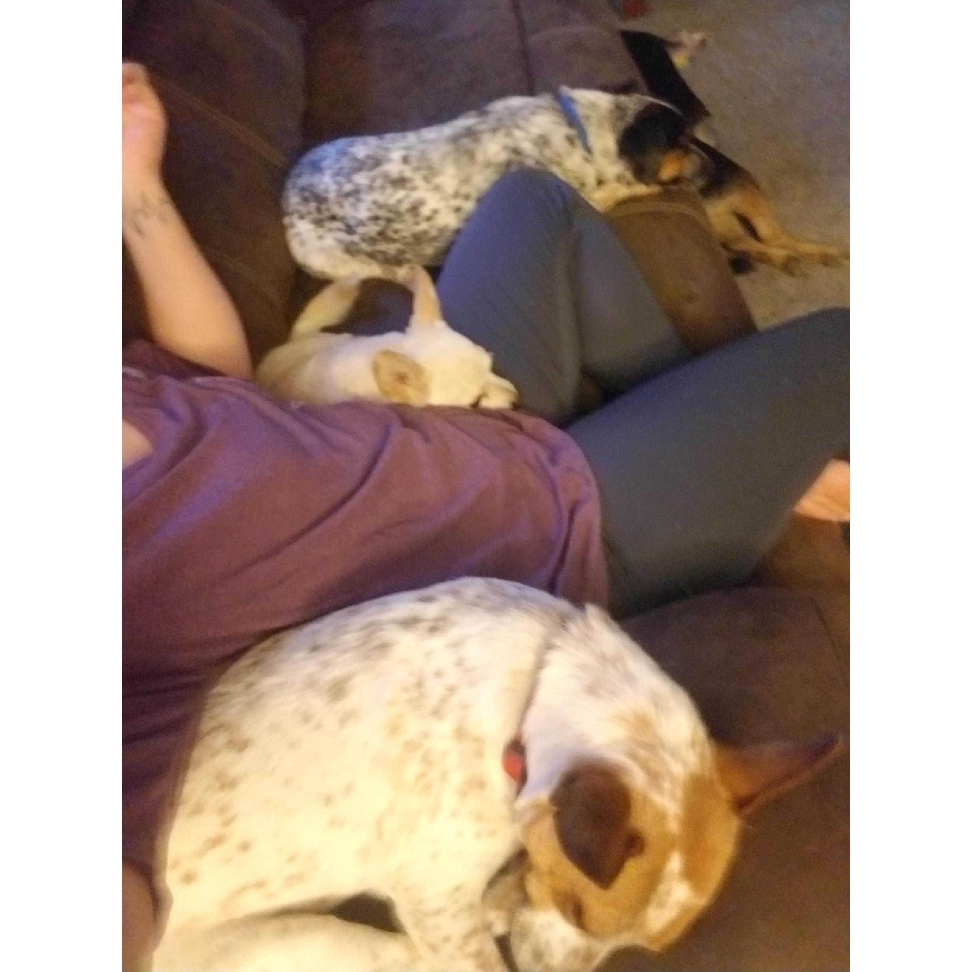 Shamra....Are the dogs on the couch!?!