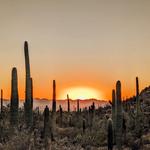 Saguaro National Park